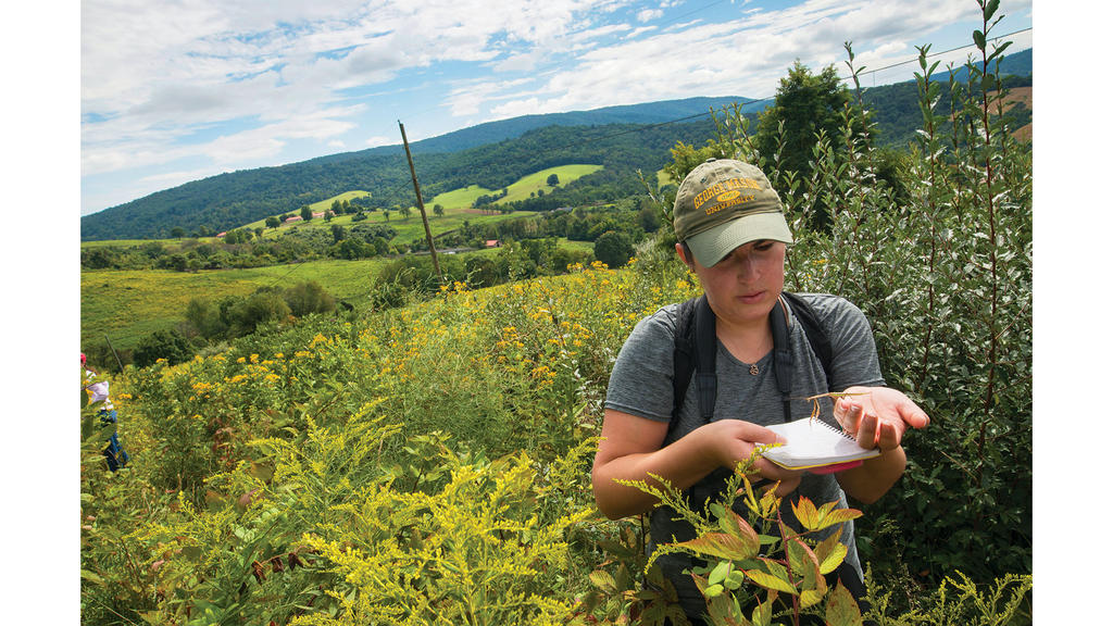 Mason student observing insects in a field of wildflowers